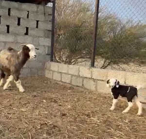 ماعز جبالي