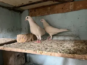 حمام لوت شرط + واتساب فقط