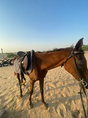 خيل للبيع سكول