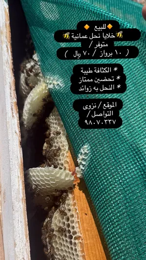 خلايا نحل عمانية