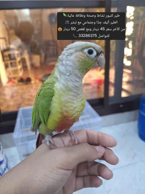 ببغاء الكنيور عمر سنتين تقريبًا، جدًا أليف (تفاصل الاعلان مكتوبه ع الصوره)