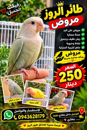 للبيع طيور روز مروض