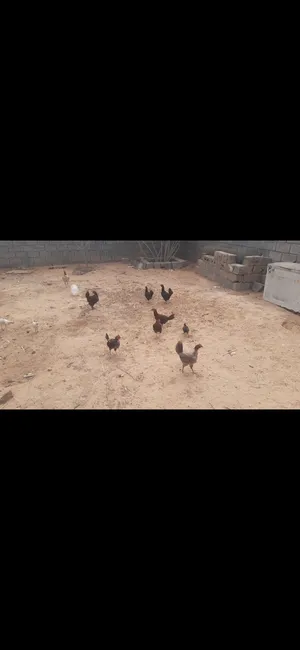 عدد 7 دجاجات للبيع مع بعض