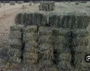 برايد حشيش تربيط اليوم