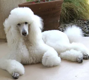 Gorgeous home bred Royal poodles available to loving homes