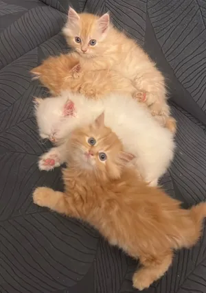 Persian Cat