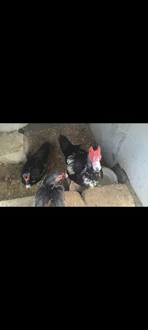 بشوش مصريات بياضات.. ...    .... ...   .... ..... ...