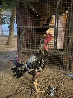 ديك باكستاني