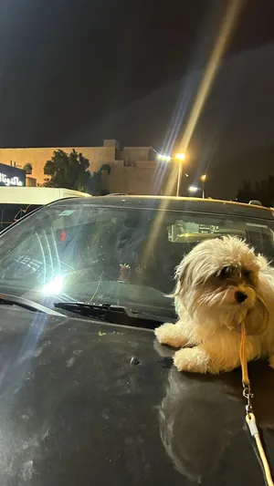 Purebreed Maltese for sale (Tamed and no barking)