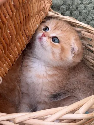 قطط سكوتش ستريت و سكوتش فولد