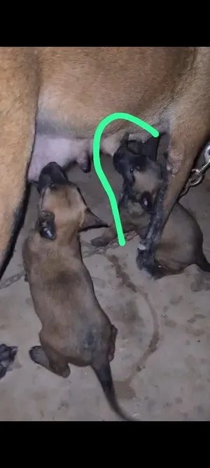 Malinois charbonner