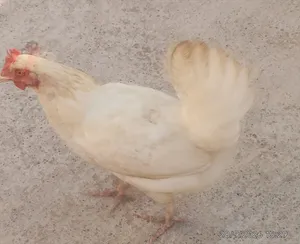بيع ريالين ونص