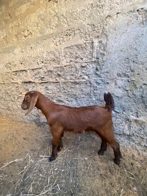 للبيع عنز اللون الأحمر