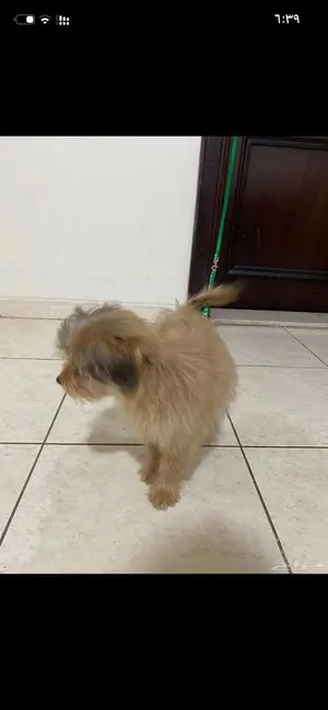 لطيييف جدا