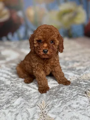 Mini Poodle Puppies