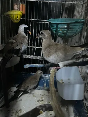 يمام ماسي(مقنع) جوز