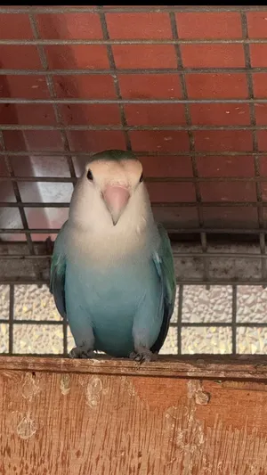 طيور للبيع