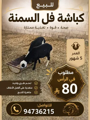 كباشه للبيع