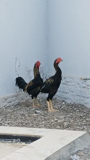 طيور باكستانيه