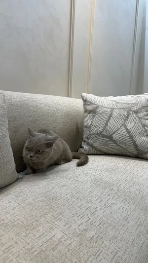 قطه مطعمه