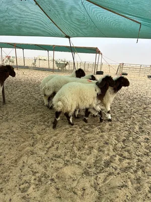 ذبايح نعيمي سوري