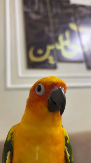 صن كنيور..