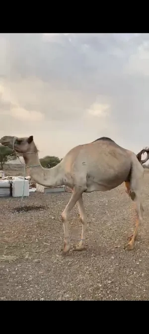 للبيع ناقه مدني