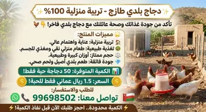 دجاج طازج محلي