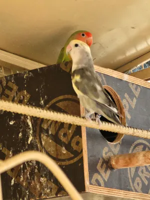 بيع روز ذكر وأنثى بسعر مغري
