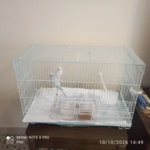 2 budgies with cage