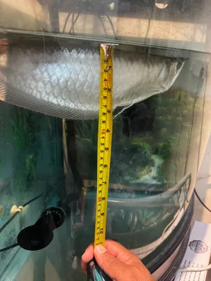 Silver arowana