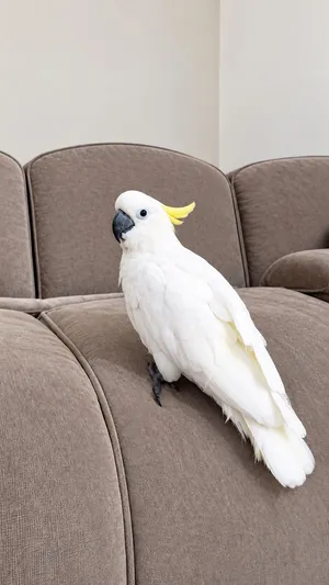 Exotic Triton Cockatoo — Sulphur-Crested, Looking for a Caring Home