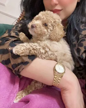 Toy poodle