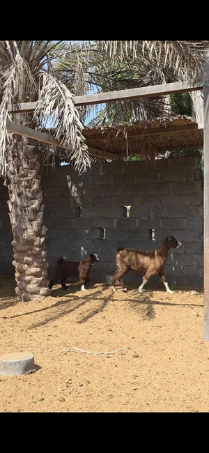 شاه حلال بني سعيد مع بنتها رويانه حليب