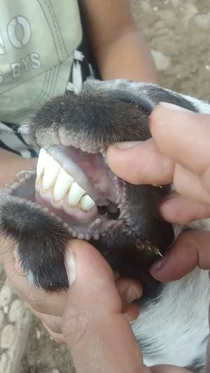 شعريه وعنز توها راميه الحبه عشار