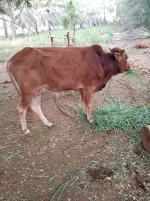 عجل عماني عمر سنتين( واتساب فقط)