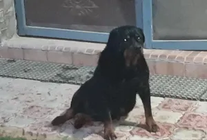 نتايه روت وايلر