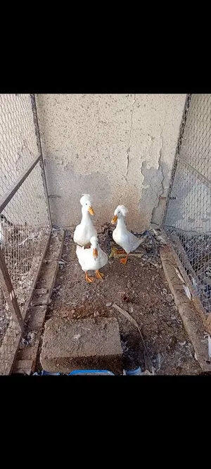 Crested Duck