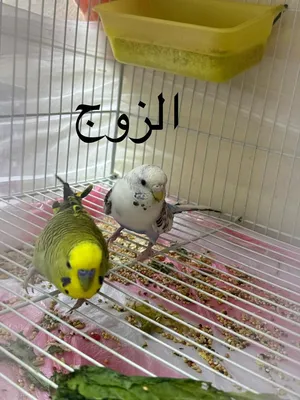 طيور بادجي