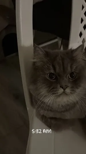 اسموكي للتبنّي  British Longhair حبوب ولعوب