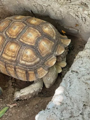 سلحفاة كبيرة الحجم معها ذكر وأنثى صغار