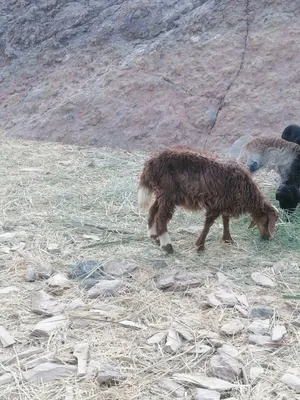 سمائل سمائل