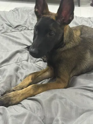 Belgian Malinoi