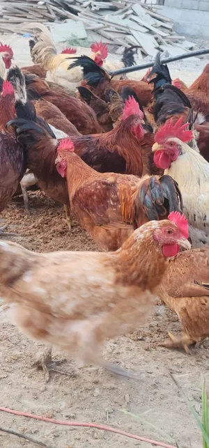 ديوك الفرنسي الاحمر