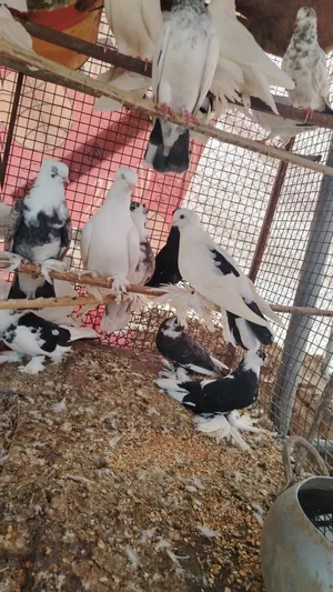 للبيع حقم إيراني وشمسي وبحريني