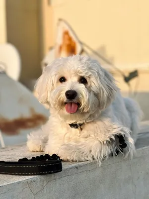 Maltipoo (Stacy)
