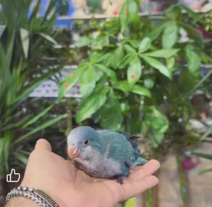 كويكر بلو تأكيل يدوي