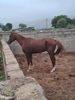 حصان عربي للبيع