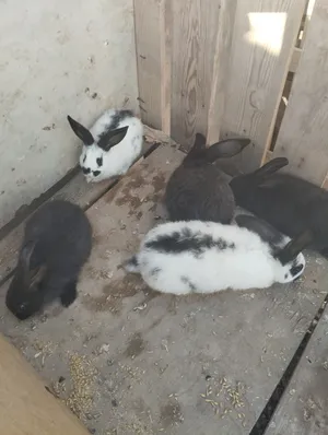 خمس حبات پبايو