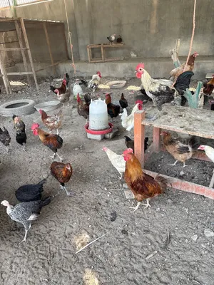 Chicken for sale roosters only